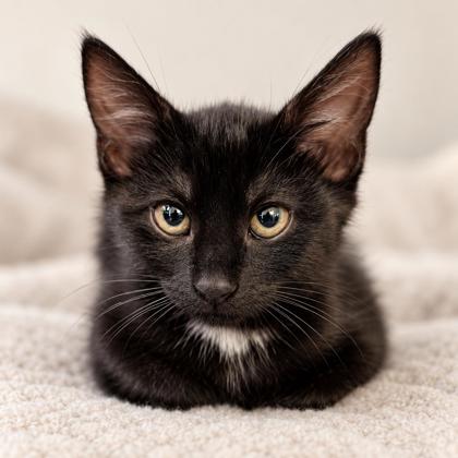 Inky Florence, adopt with a sibling photo