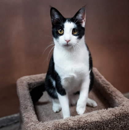 Barcode Kershaw - adopt with Scanner photo