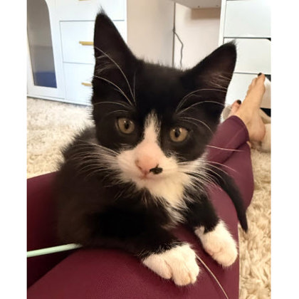 Oakley Bleeker, needs young cat buddy photo