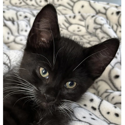 Jesse River, adopt with Josie photo