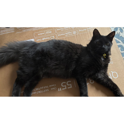 Blewit Burg - adopt with Puffball photo