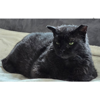 Night Gibbs - FIV+ photo