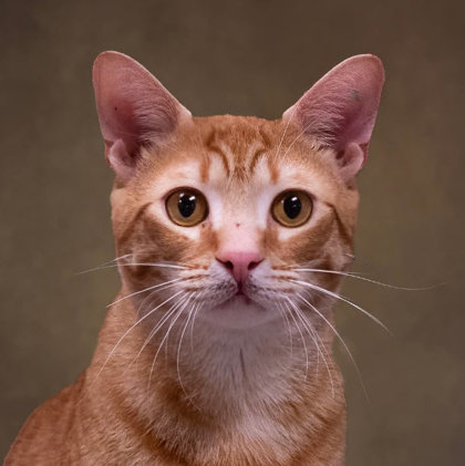 Nom Nom Kershaw photo