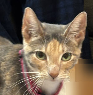 Delilah Diamond photo