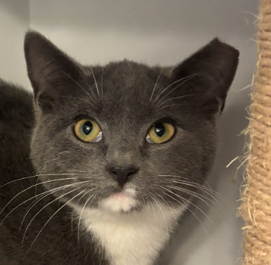 Porsche Stanton - must adopt with Aston photo