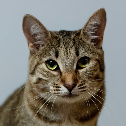 Tuna Turner Kershaw, adopt with Costner photo