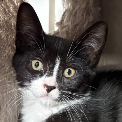 Flurry Morse, adopt with a sibling photo
