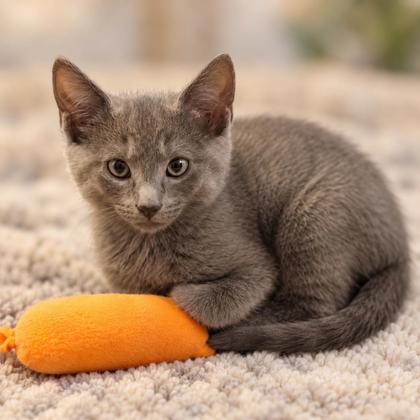 Clyde Florence, adopt with a sibling photo