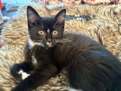 Goji Bleeker, adopt with Yuzu photo