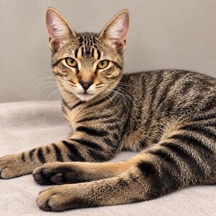 Shaw Kershaw, needs a cat buddy photo