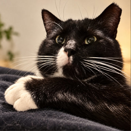 Morgan photo