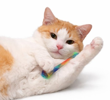 Honey Burg - work in progress cat photo