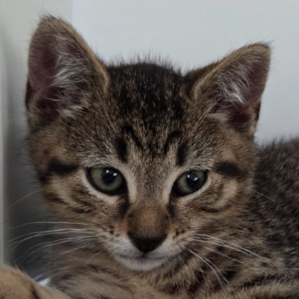 Teddy Chapin, adopt with Oscar and Muffy photo