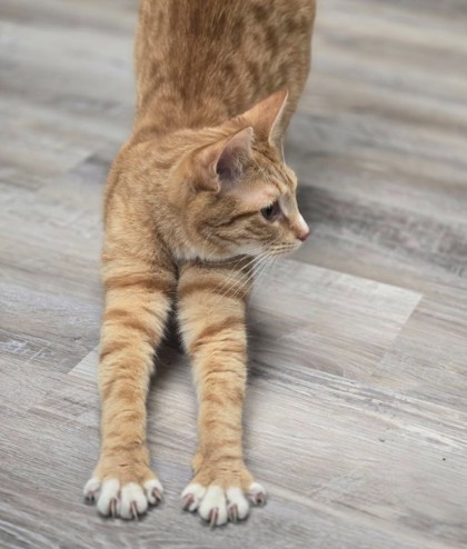 Mozart Kershaw photo