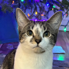 Abi Clarkson - must adopt with Sam photo