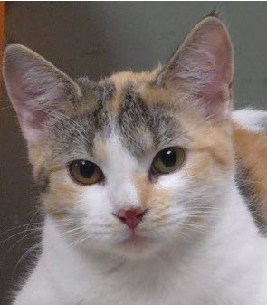 Cali Burg - must adopt with Spice photo