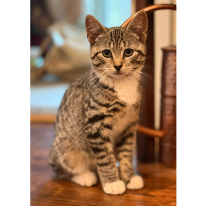 Tostitos May, needs young cat buddy photo