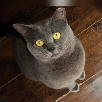 Pony Boy Kershaw (FIV+) photo