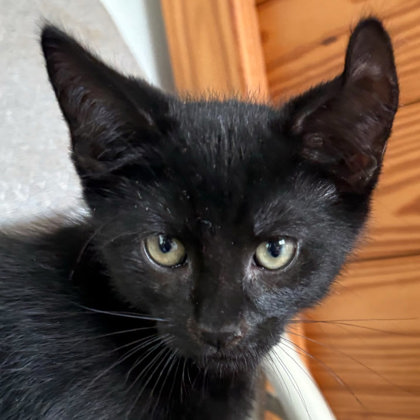 Zephyr Morse, adopt with a sibling photo