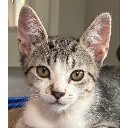 Rainbow Morse, adopt with a sibling photo