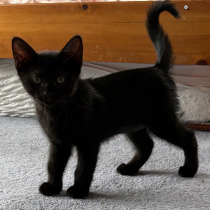 Storm Morse, adopt with a sibling photo