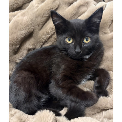 Dolly Wayside, needs young cat buddy photo