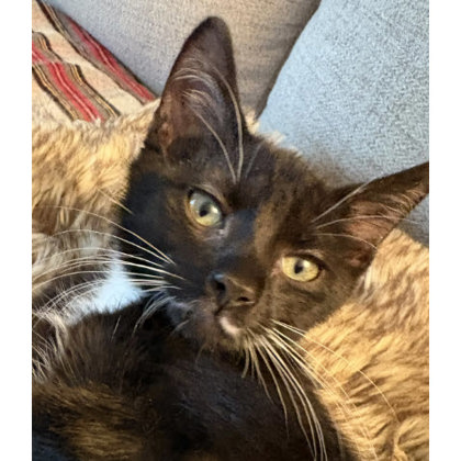 Kiwi Everett - adopt with Fitz photo