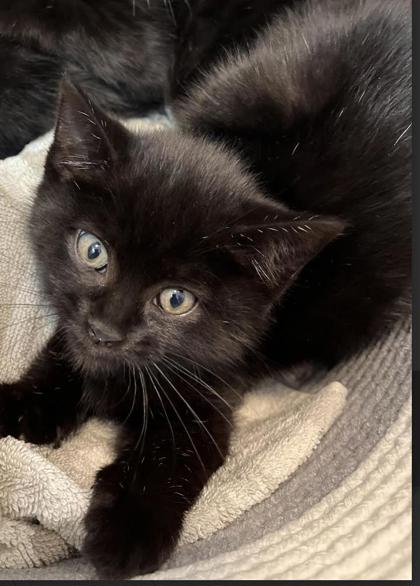 Millie Stanton - adopt with Bruno photo