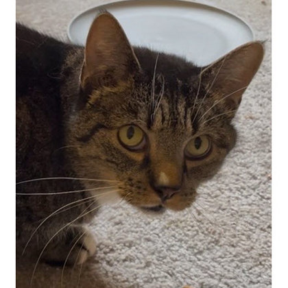 Felix Ashby, adopt with Brody photo