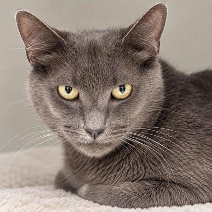 Pawmetto Kershaw photo