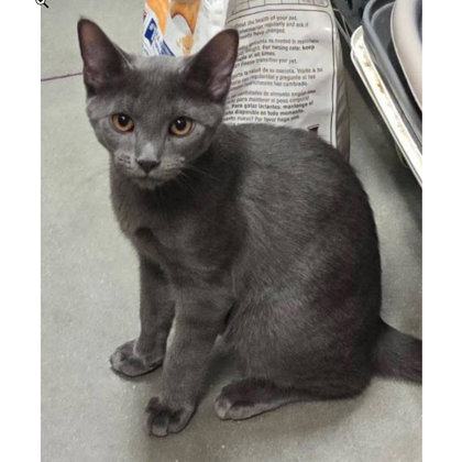 Yuzu Bleeker, adopt with Goji photo