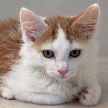 Muffin Burncoat, needs a cat buddy photo