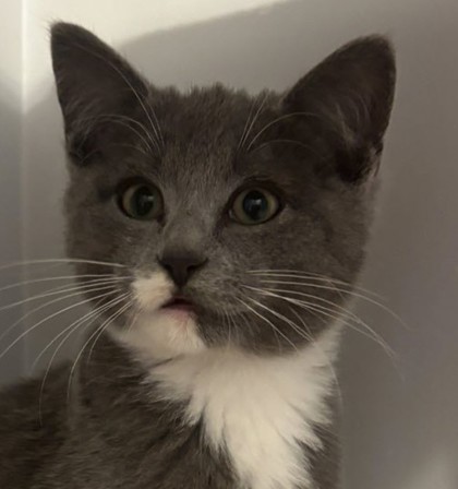 Aston Stanton - must adopt with Porsche photo