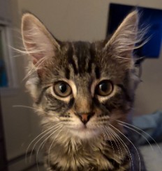 Preston Littleton - adopt with Mabel photo