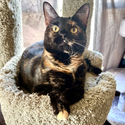 Pinot Meow Kershaw photo