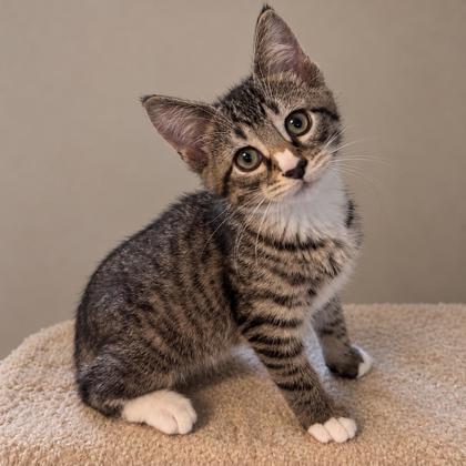 Strudel Burncoat, adopt with Biscotti photo