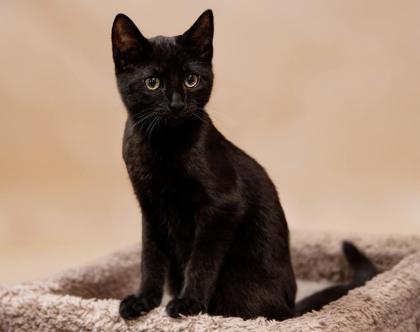 Oscar Everett, adopt with Teddy photo