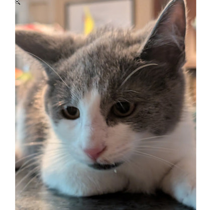 Mickey May, adopt with Minnie photo