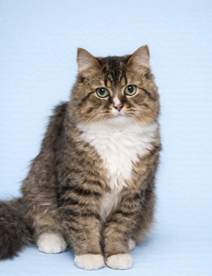 Fava Wood - adopt with Pinto photo