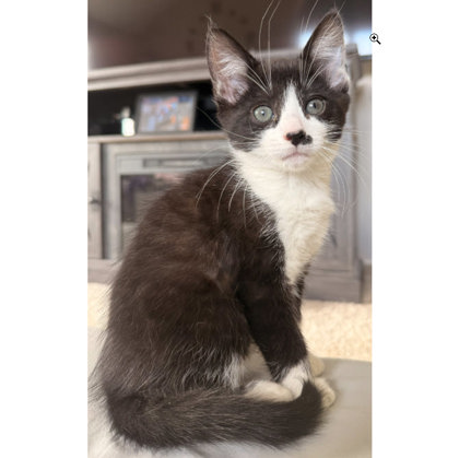 Charli Cottage, adopt with Greyson photo