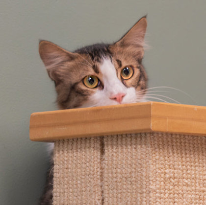 Thor Katter FIV + photo