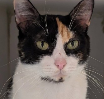 Flower Reyes - FIV+ photo