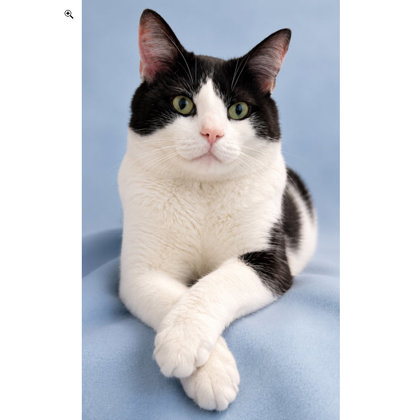 Oreo, adopt with Maci photo