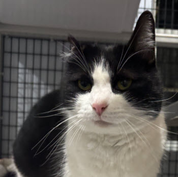 Van Gogh Kershaw photo