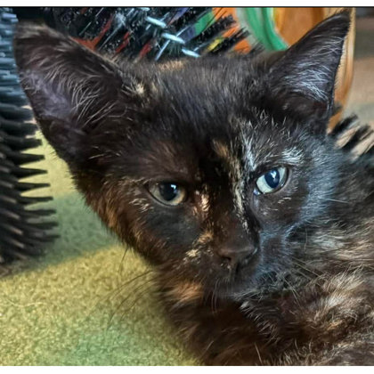 Audrey Colleen - adopt with Fitz photo