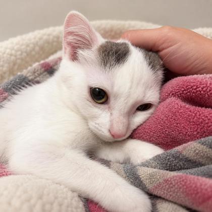 Banjo Prioulx, adopt with Tuba photo