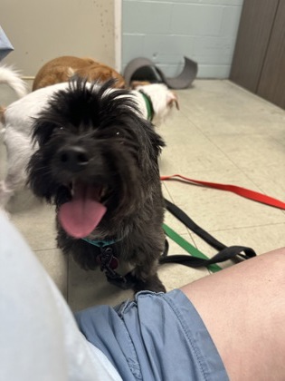 BRANDY WINE - Shih Tzu / Mix available for adoption