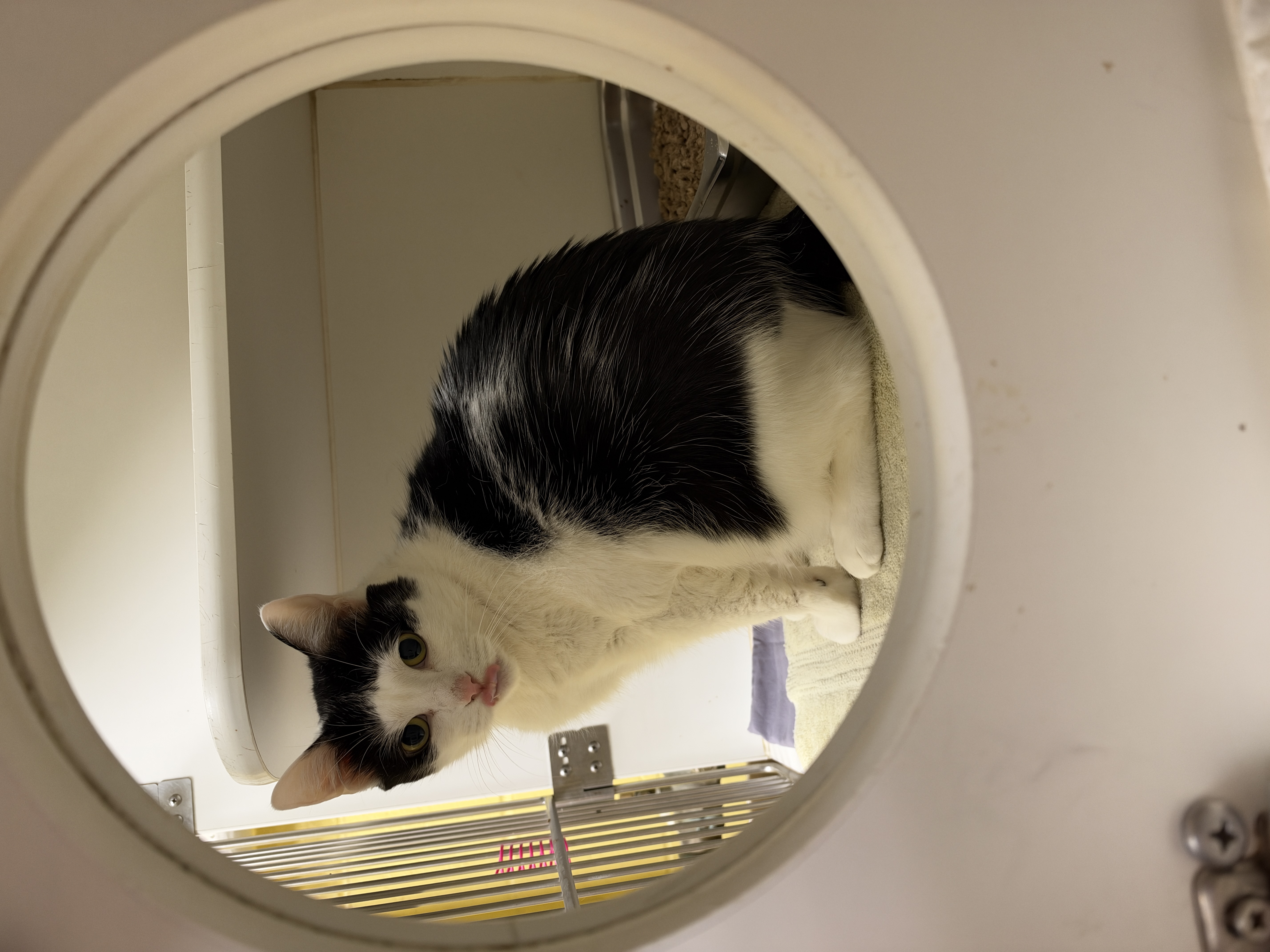 ELSA - Domestic Shorthair / Mix available for adoption