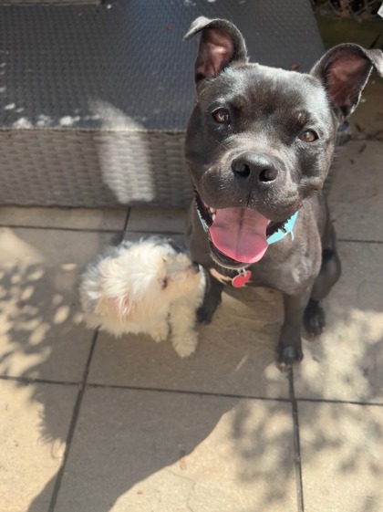 DARLA - Mixed Breed, Large (over 44 lbs fully grown) / Mix available for adoption