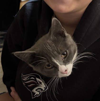 POTATO - Domestic Shorthair / Mix for adoption in Lowell